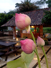 pink lotus flower