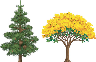 Evergreen pine tree with hanging cones beside vibrant yellow flowering tree, showcasing seasonal contrast, botanical diversity, perfect for 