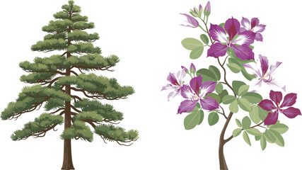 Coniferous pine tree and blooming orchid tree in vibrant contrast, showcasing evergreen foliage and colorful blossoms, ideal for nature, landscaping, botany, and seasonal design inspiration.