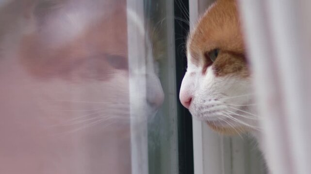 Ginger and white cat sitting in window looking at his reflection
