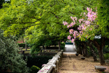 Pink Blossoms Above Garden Path Ajuda Lisbon Portugal