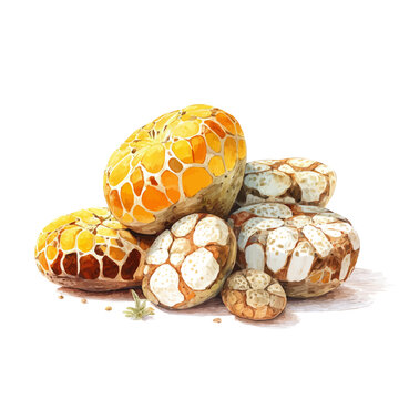 Lithops in watercolor style, vector illustration, isolated on white background.