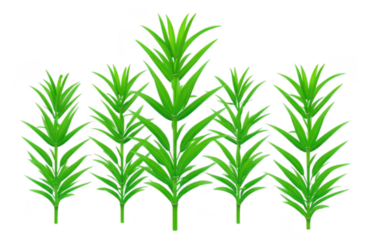 Green plant isolated nature leaf foliage growth tropical botanical garden fresh Lush green plant with pointed leaves isolated transparency background showcasing vibrant foliage and natural growth