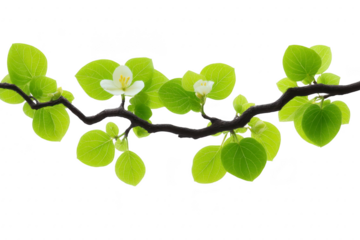 Fresh green leaves and delicate white flowers on tree branch, symbolizing spring growth and renewal, isolated on transparent background