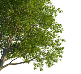 Quercus cerris tree corner view, cutout, transparent background, isolate, Lush green oak tree branches with detailed foliage and texture