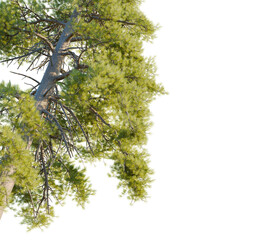 Pinus ponderosa tree corner view, cutout, transparent background, isolate, Lush evergreen pine tree branches with sunlight dappling through needles