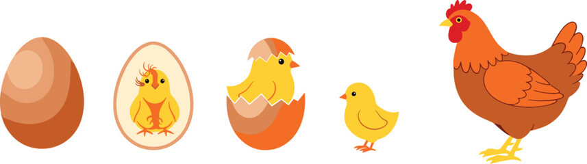 Chicken life cycle illustration, egg to adult, biological stages, educational vector, farm animal growth, black and white sketch, science diagram