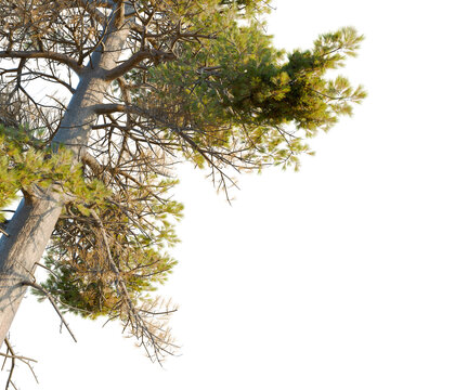 Pinus contorta tree corner view, cutout, transparent background, isolate, Majestic pine tree branches reach towards the sunlit sky