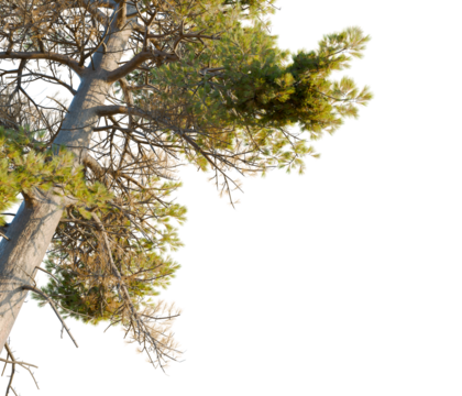 Pinus contorta tree corner view, cutout, transparent background, isolate, Majestic pine tree branches reach towards the sunlit sky