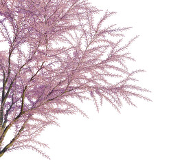 Tamarix gallica tree corner view, cutout, transparent background, isolate, Delicate pink tree branches with delicate leaves creating an ethereal feel