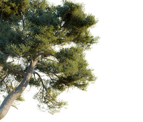 Naklejka premium Pinus sylvestris tree corner view, cutout, transparent background, isolate, Lush green evergreen tree branches with detailed bark texture