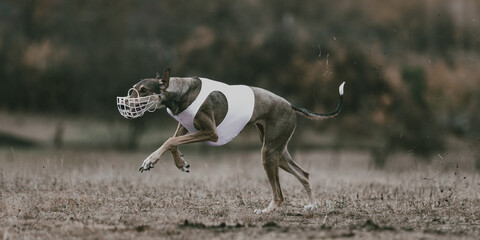 Greyhound in white lure coursing vest running full stride across open field. Concept of athletic elegance, motion, and stamina for outdoor sport, racing, and editorial visuals.