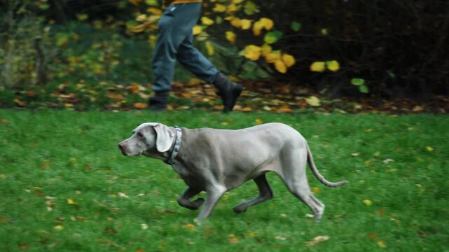 Pointer gun dog hunting for prey in field
