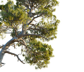 Pinus muricata tree corner view, cutout, transparent background, isolate, Majestic pine tree branches with vibrant green needles bathed in sunlight