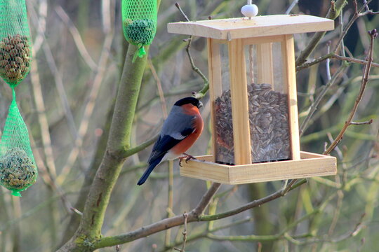 Gimpel an einem Futterh&auml;uschen