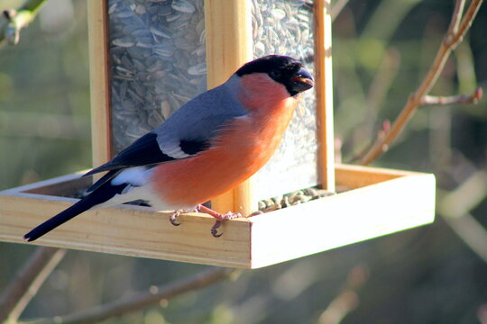 Gimpel an einem Vogelh&auml;uschen