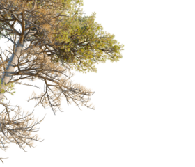Pinus contorta tree corner view, cutout, transparent background, isolate, Autumn tree branches with vibrant green and golden leaves on black