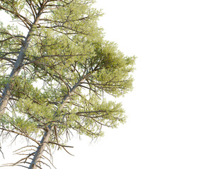 Pinus lambertiana tree corner view, cutout, transparent background, isolate, Vibrant green pine tree branches with delicate needles, perfect for nature scenes