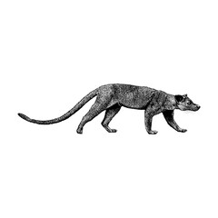 Fossa, the carnivorous mammal native to Madagascar. The artwork captures its sleek body, long tail, and cat-like stance with fine linework and realistic texture.