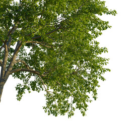 Fototapeta premium Quercus cerris tree corner view, cutout, transparent background, isolate, Lush green oak tree branches with detailed leaves on transparent background