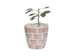 Mimosa pudica in a pot on a white background, also known as sensitive plant, or touch-me-not, is a trailing annual or perennial herb often grown for its curiosity value.