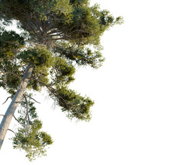 Fototapeta premium Pinus sylvestris tree corner view, cutout, transparent background, isolate, Lush evergreen tree branch detail with vibrant green foliage and textured bark