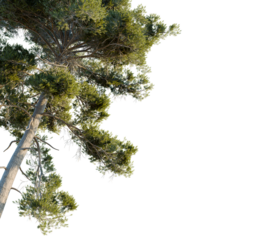 Pinus sylvestris tree corner view, cutout, transparent background, isolate, Lush evergreen tree branch detail with vibrant green foliage and textured bark