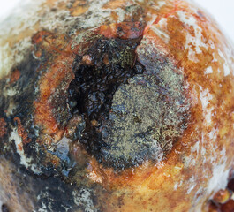 Guava fruit with mold and bacteria, mould is one of the structures that certain fungi can form, formation of spores containing fungal secondary metabolites, decaying rotten Guava and discolored