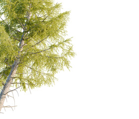 Larix laricina tree corner view, cutout, transparent background, isolate, Vibrant green leaves and textured bark on a birch tree branch