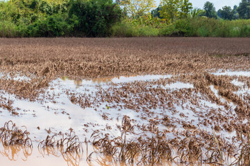 rice field paddy water flooded nature background