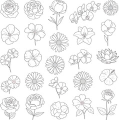 Collection of Delicate Hand-Drawn Floral Illustrations Featuring Roses, Peonies, Orchids, and Daisies in Outline Style