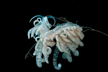 underwater frost patterns