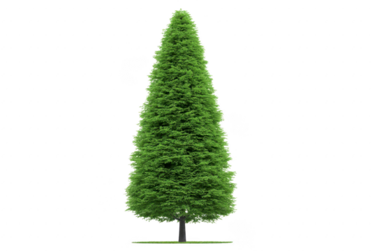 Tall green conifer tree, isolated on transparency background, with dense foliage and pointed top, perfect for landscaping, park, or garden design, evoking calm and natural beauty - Powered by Adobe