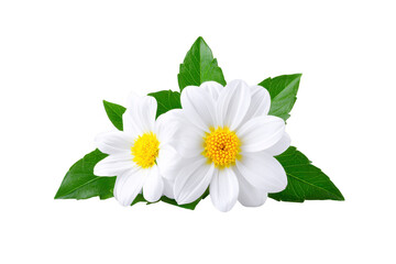White flower yellow center green leaf nature botanical fresh petal garden spring floral beauty isolated blooming decorative natural plant elegant soft vibrant closeup summer pure delicate