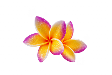 Yellow and pink plumeria flower with water droplets, isolated on transparent background, tropical blossom, fresh and vibrant, perfect for spa, summer, or nature themes