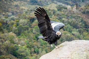 A majestic condor spreads its wings atop a rock in the beautiful Andes mountains of Colombia, showcasing nature's elegance.