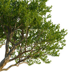 Argania spinosa tree corner view, cutout, transparent background, isolate, Lush green tree branches with detailed bark and vibrant leaves