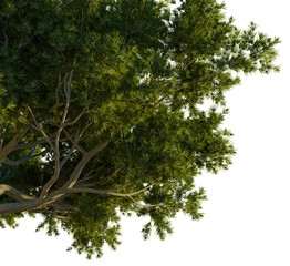 Juniperus oxycedrus tree corner view, cutout, transparent background, isolate, Lush green tree branches with sunlight filtering through leaves