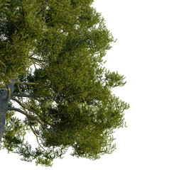Cupressus sempervirens tree corner view, cutout, transparent background, isolate, Vibrant green tree foliage with detailed branches and sunlight dappling through