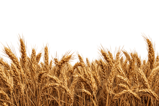 Golden Wheat Stalks Isolated on Transparent Background Harvest Abundance and Agriculture Rural Landscapes Warm Color Palette Grain Fields Rustic Textures Food Supply, PNG