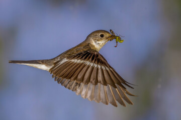 Fototapeta premium Halsbandschnäpper (Ficedula albicollis) Weibchen