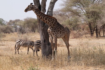 Naklejka premium 2025-09-05 Tanzania Tarangire National Park
