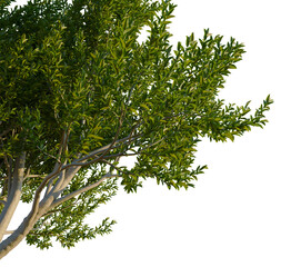 Fototapeta premium Laurus nobilis tree corner view, cutout, transparent background, isolate, Lush green tree branches with vibrant leaves, perfect for nature scenes