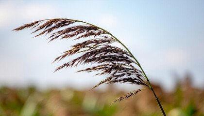 Wild grass sways gently in multi hazard scenario under clear sky, evoking sense of calm and resilience in nature