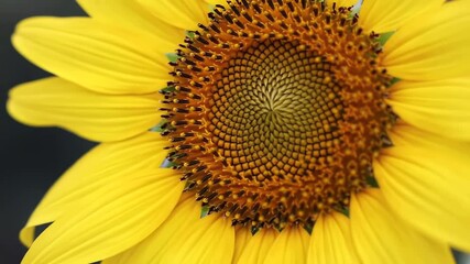Closeup of a vibrant sunflower in full bloom showcasing its intricate spiral pattern of seeds and bright yellow petals under natural light. - Powered by Adobe
