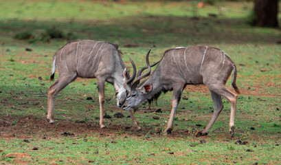 Sparring partners. A pair of young kudu bulls challenge one another. Their spiral horns interlock almost perfectly, allowing them to push and test one another, without causing any injuries.