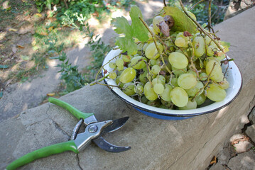 Freshly Harvested Green Grapes and Pruning Shear