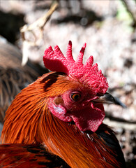 Rooster Close Up