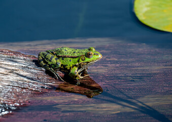 Frog near a Pond