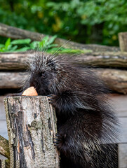 American Porcupine